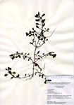 Ludwigia species, Eagleville Lake in Coventry, September 21, 2012