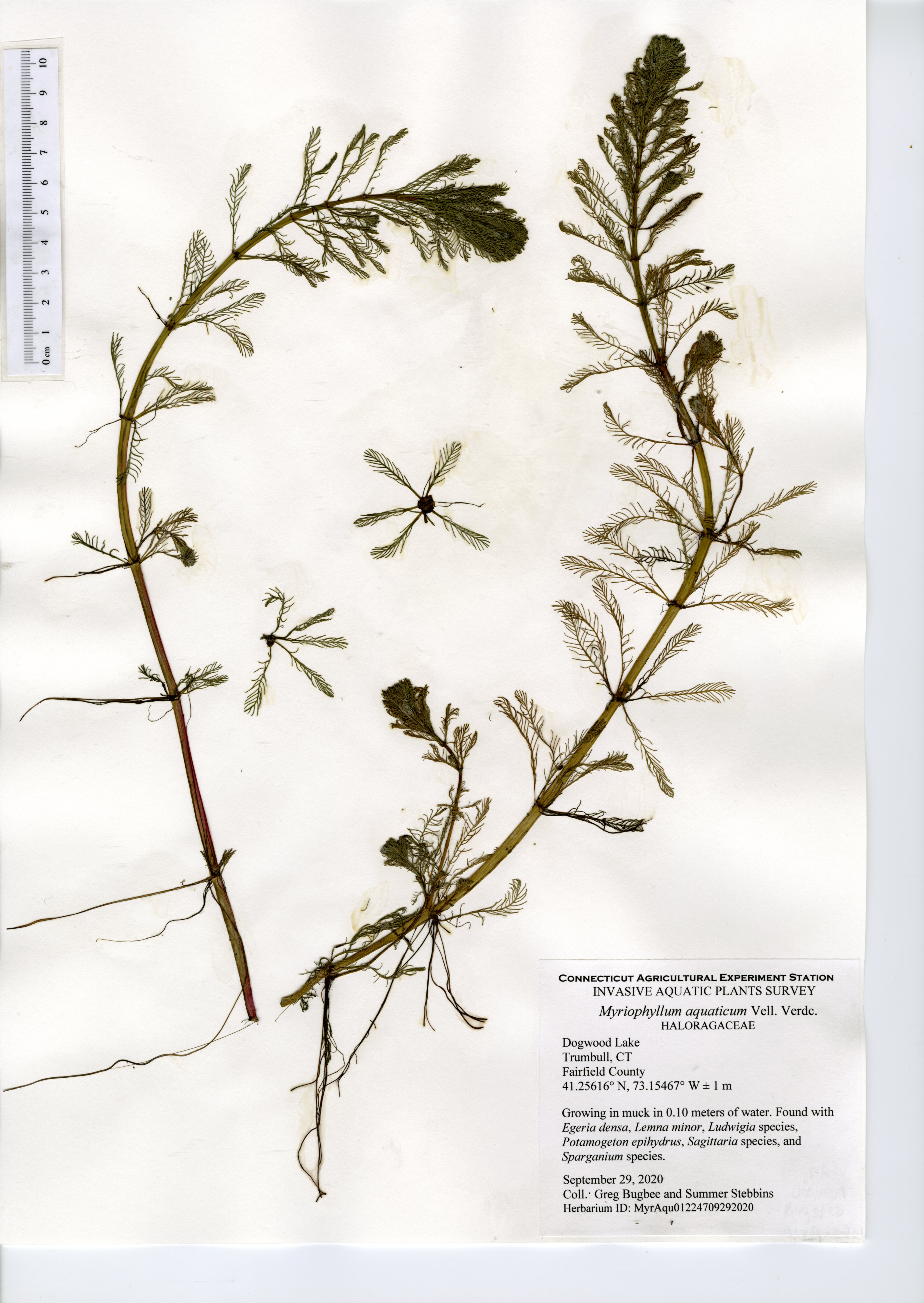Myriophyllum aquaticum, Dogwood Lake in Trumbull September 29, 2020