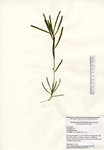 Potamogeton obtusifolius, Hart Pond in Litchfield, September 27, 2013