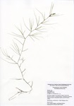 Potamogeton vaseyi, Bashan Lake in East Haddam, July 10, 2019