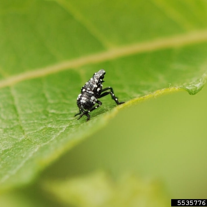 SLF nymph