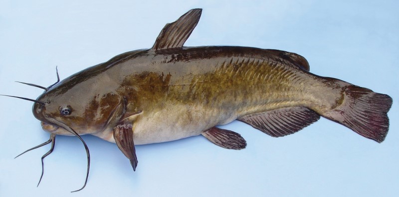 34 cm brown bullhead.