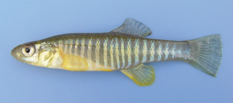 7 cm banded killifish.
