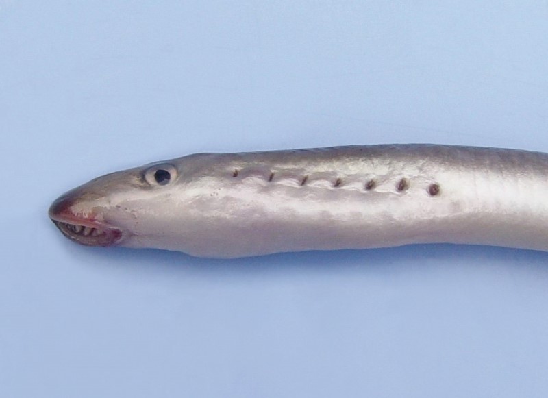 American brook lamprey.