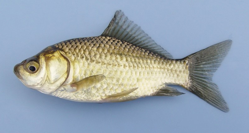 Pet store goldfish.