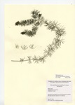 Myriophyllum sibiricum, Black Pond in Middlefield, June 25, 2004