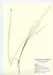 Schoenoplectus species, Indian Lake in Sharon, June 29, 2009