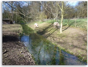 grazing