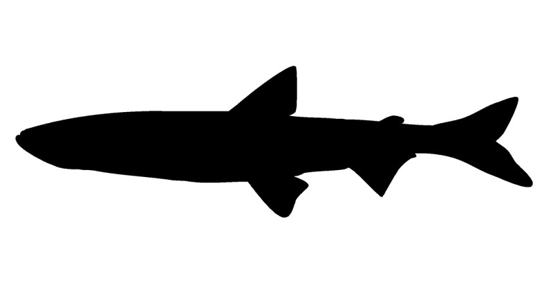 Smelt silhouette.