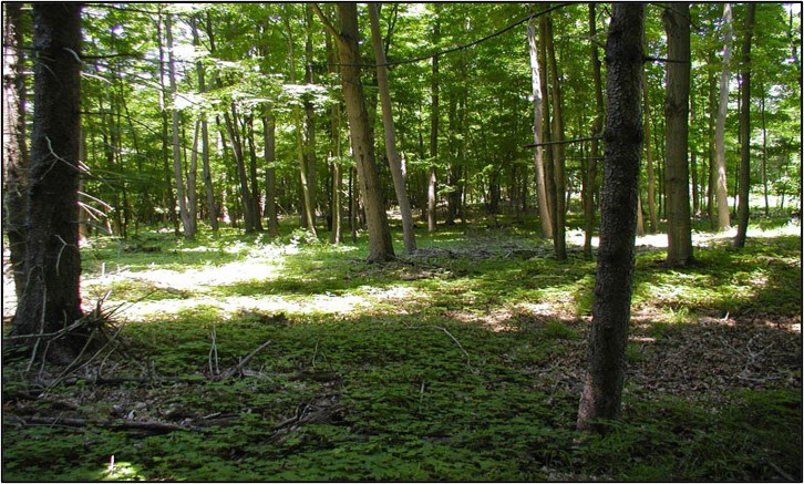 Effects of deer browse