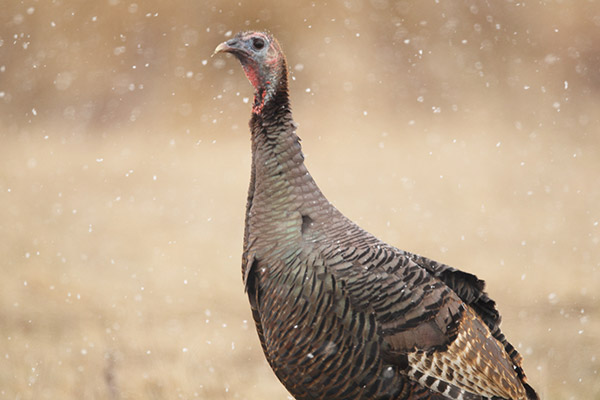 Turkey