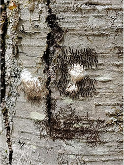 Spongy Moth Larvae