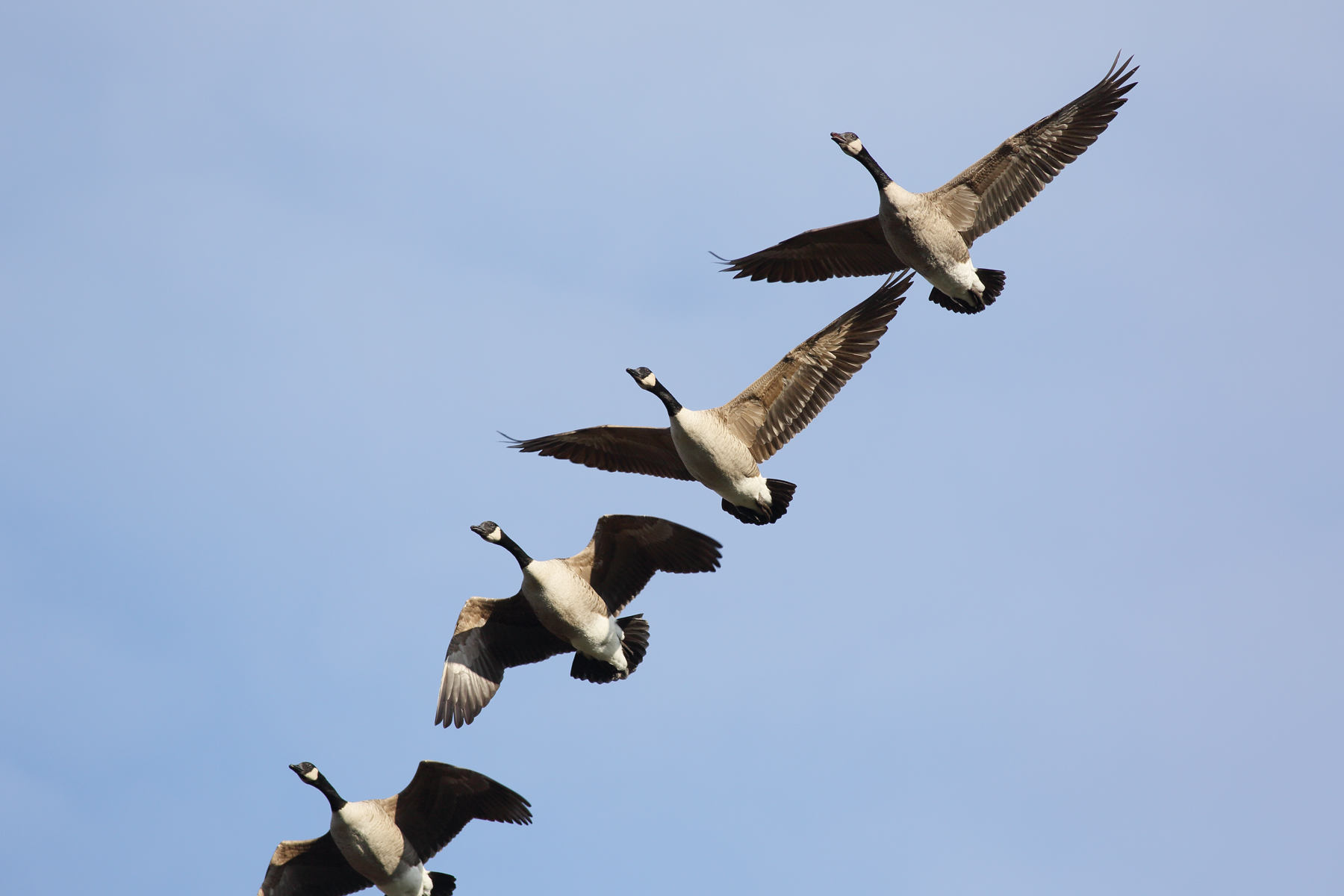 Migratory birds flying