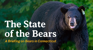 State of the Bears report call out