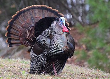 Wild Turkey