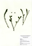 Elodea canadensis, Indian Lake in Sharon, June 29, 2009