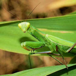 The State Insect