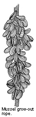 mussels