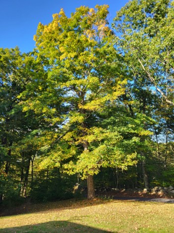 tree at yards edge 