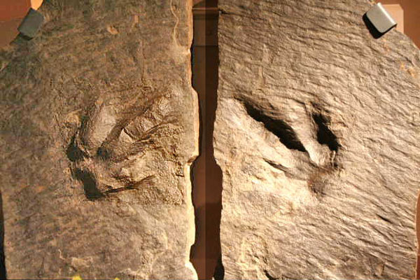 dino print