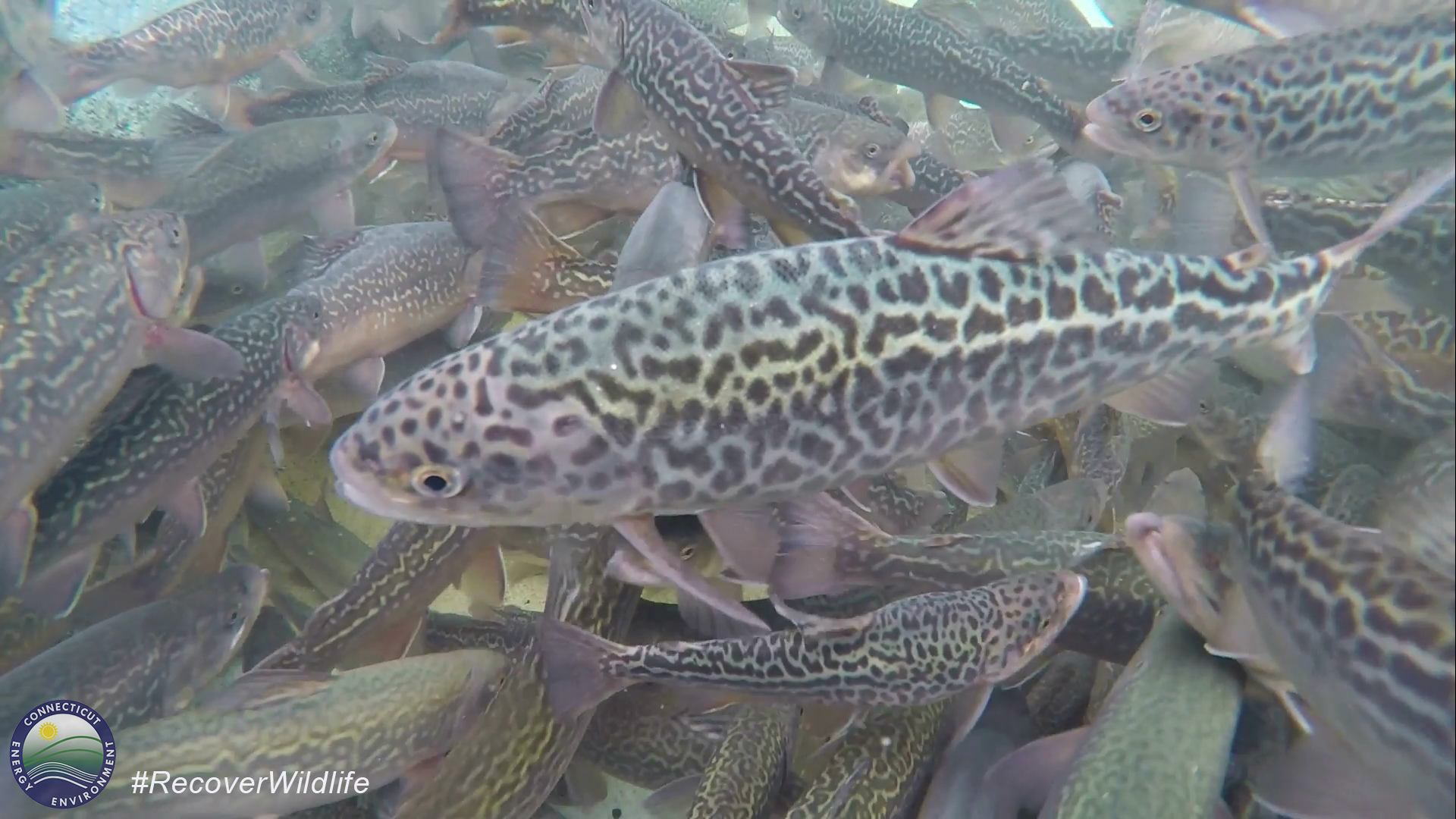 Tiger Trout