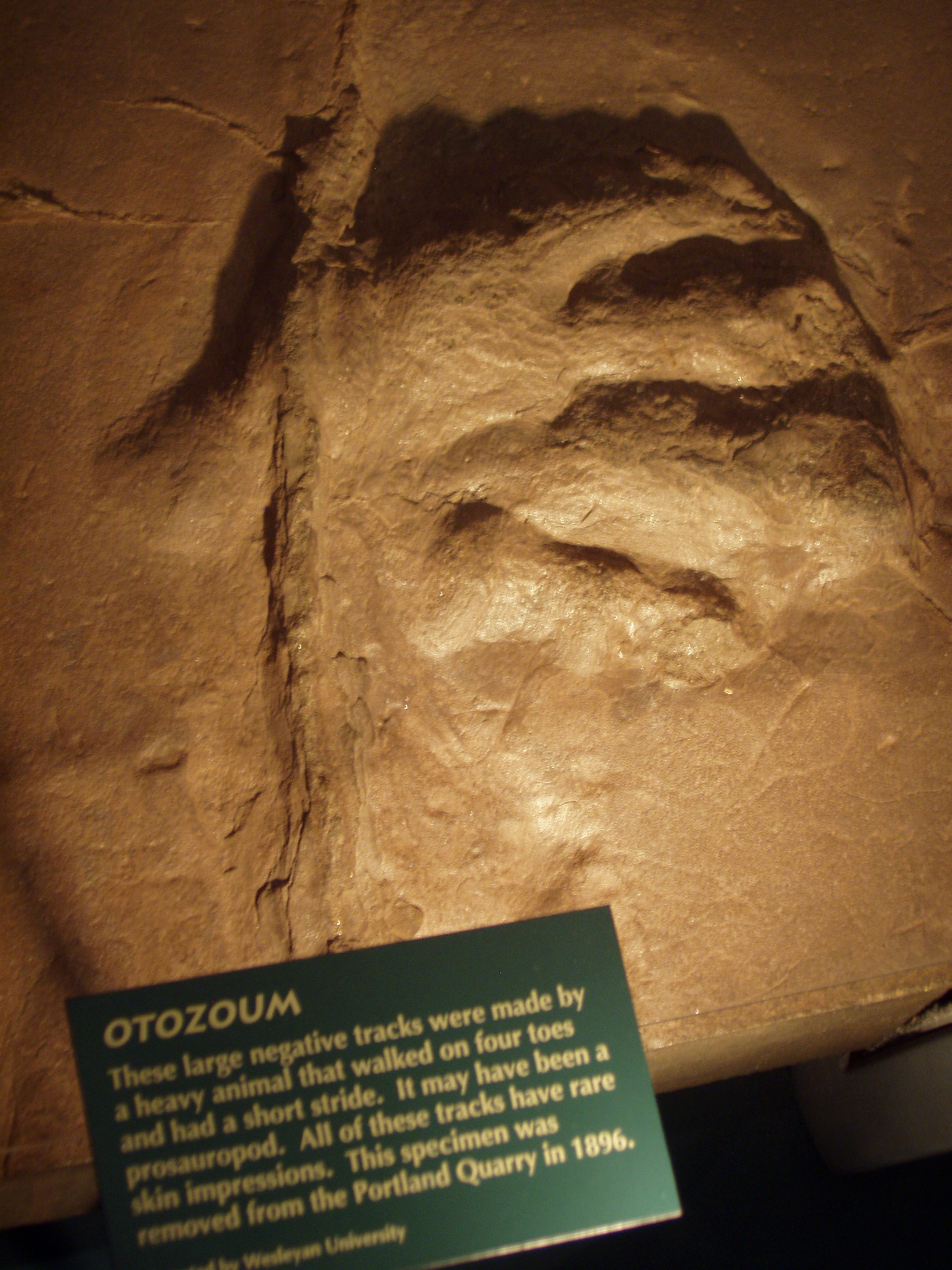 Otozoum Track