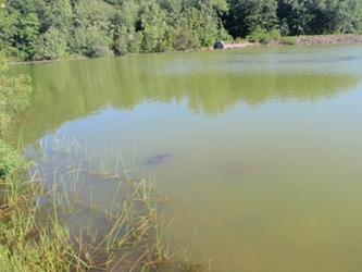 cyanobacteria bloom