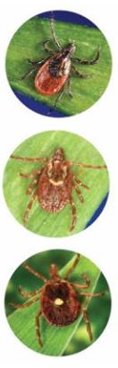 Three Ticks