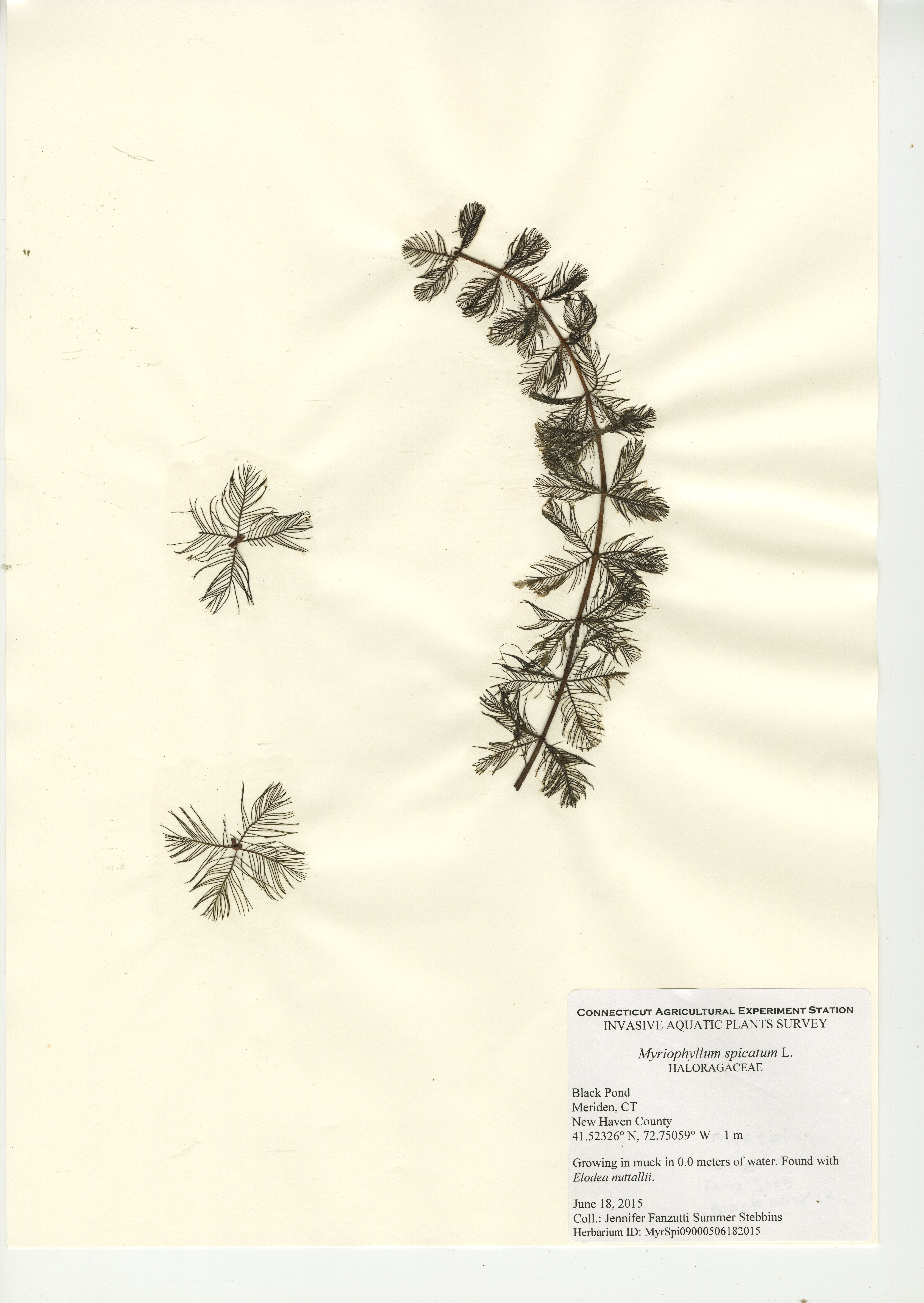 Myriophyllum spicatum, Black Pond in Meriden, June 18, 2015