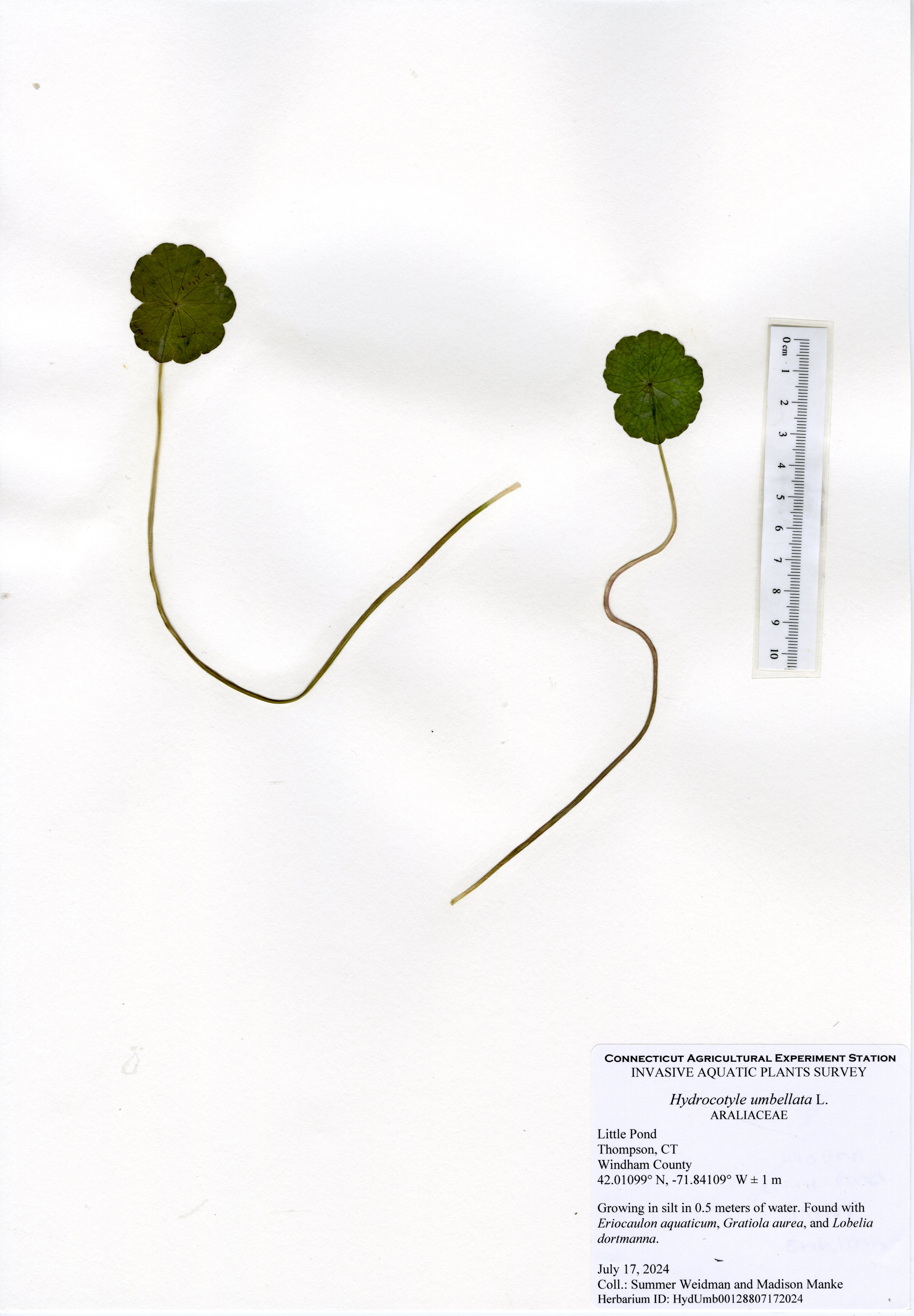 Mount of Hydrocotyle umbellata from Little Pond