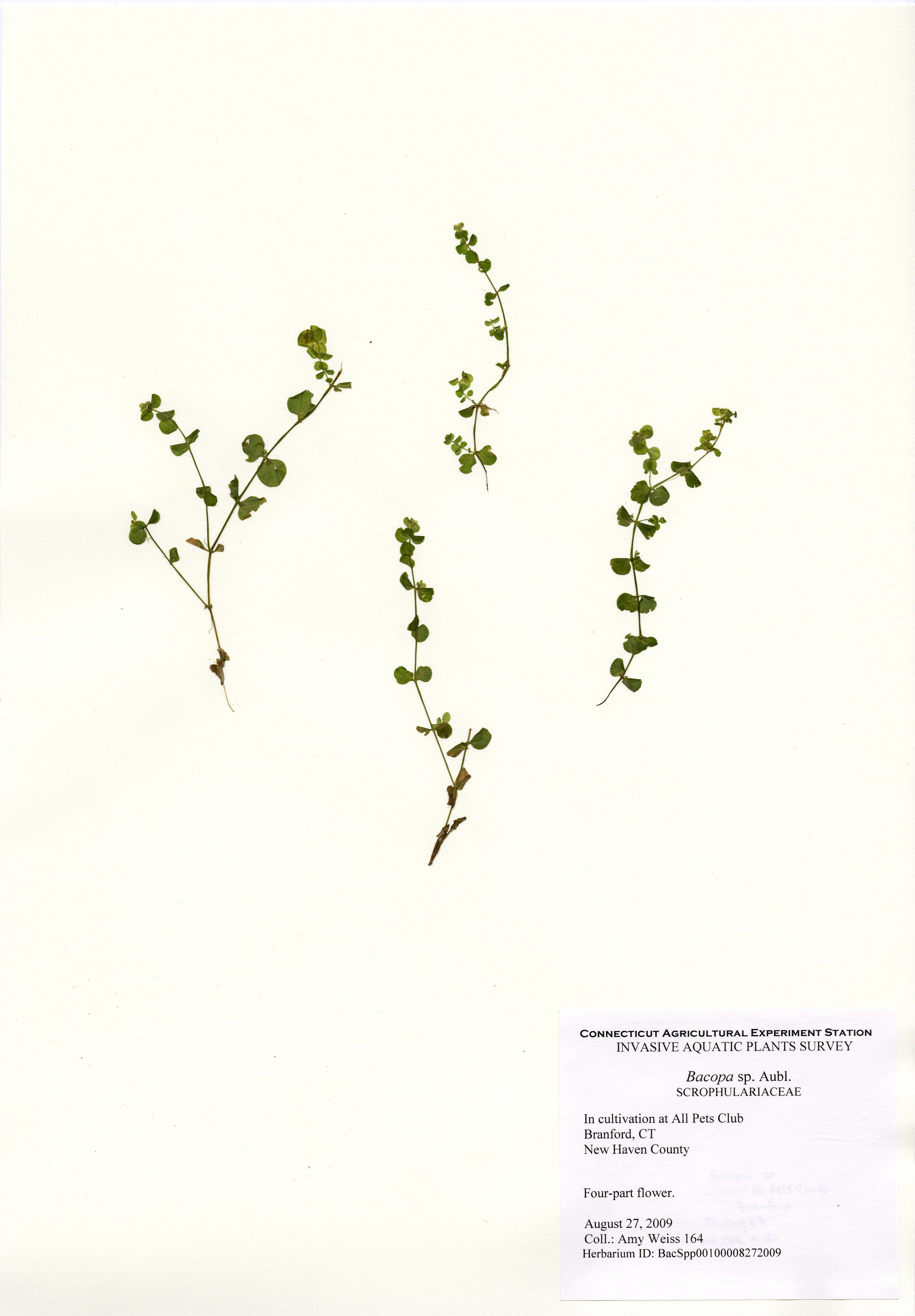 Water Hyssop, All Pets Club, August 27, 2009