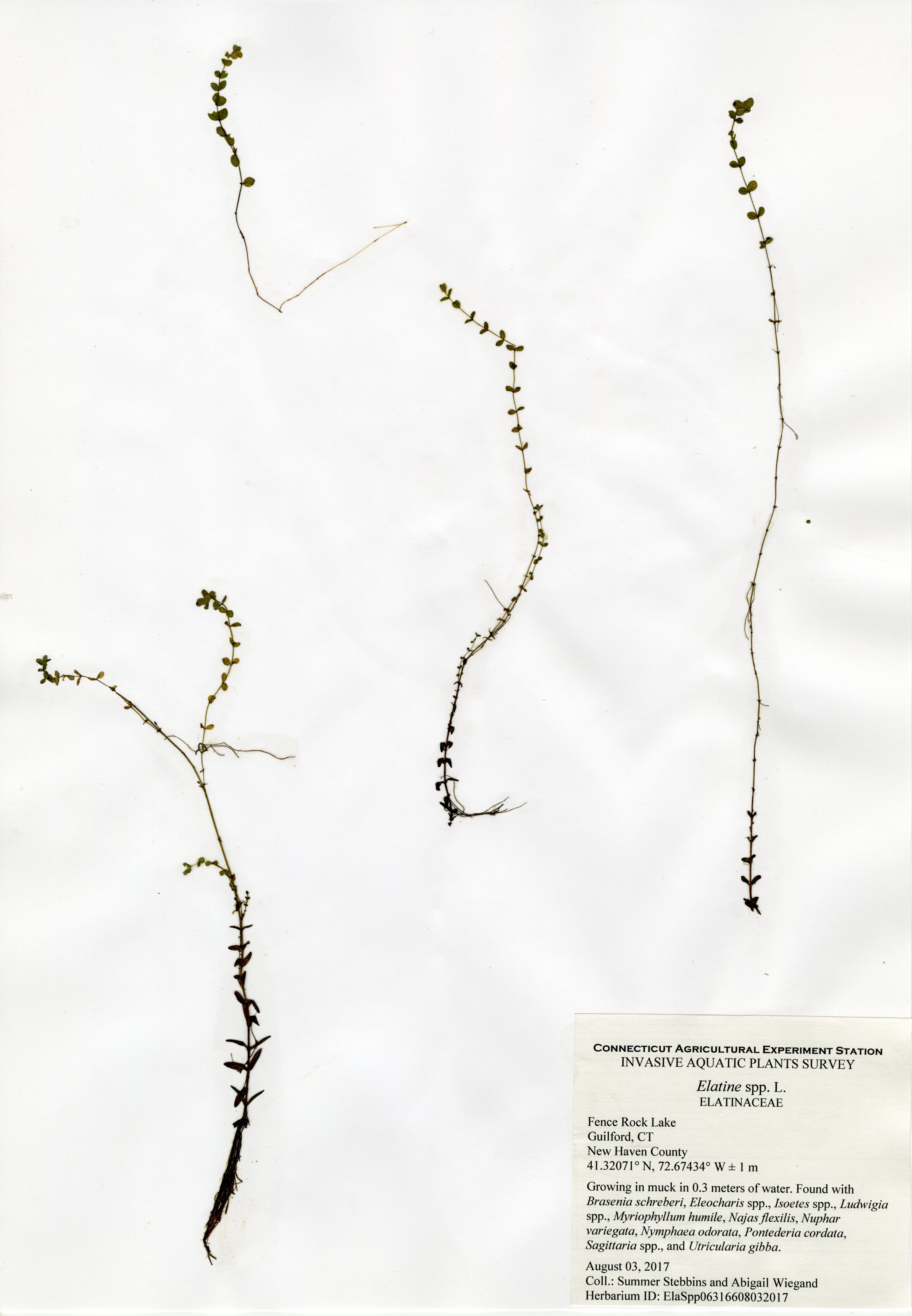 Elatine species, Fence Rock Lake in Guilford, August 3, 2017