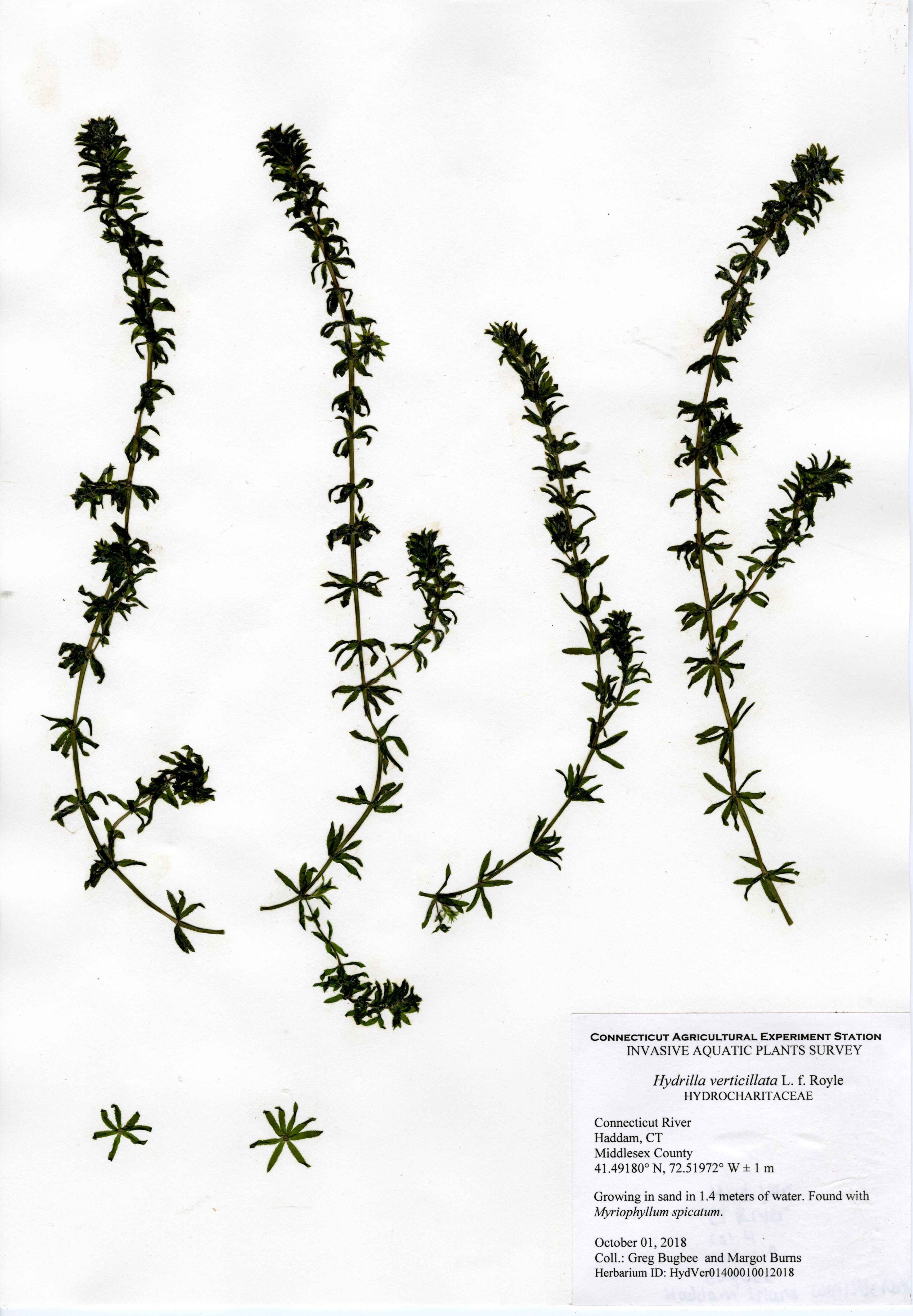 Hydrilla verticillata, Connecticut River, Haddam, October 1, 2018