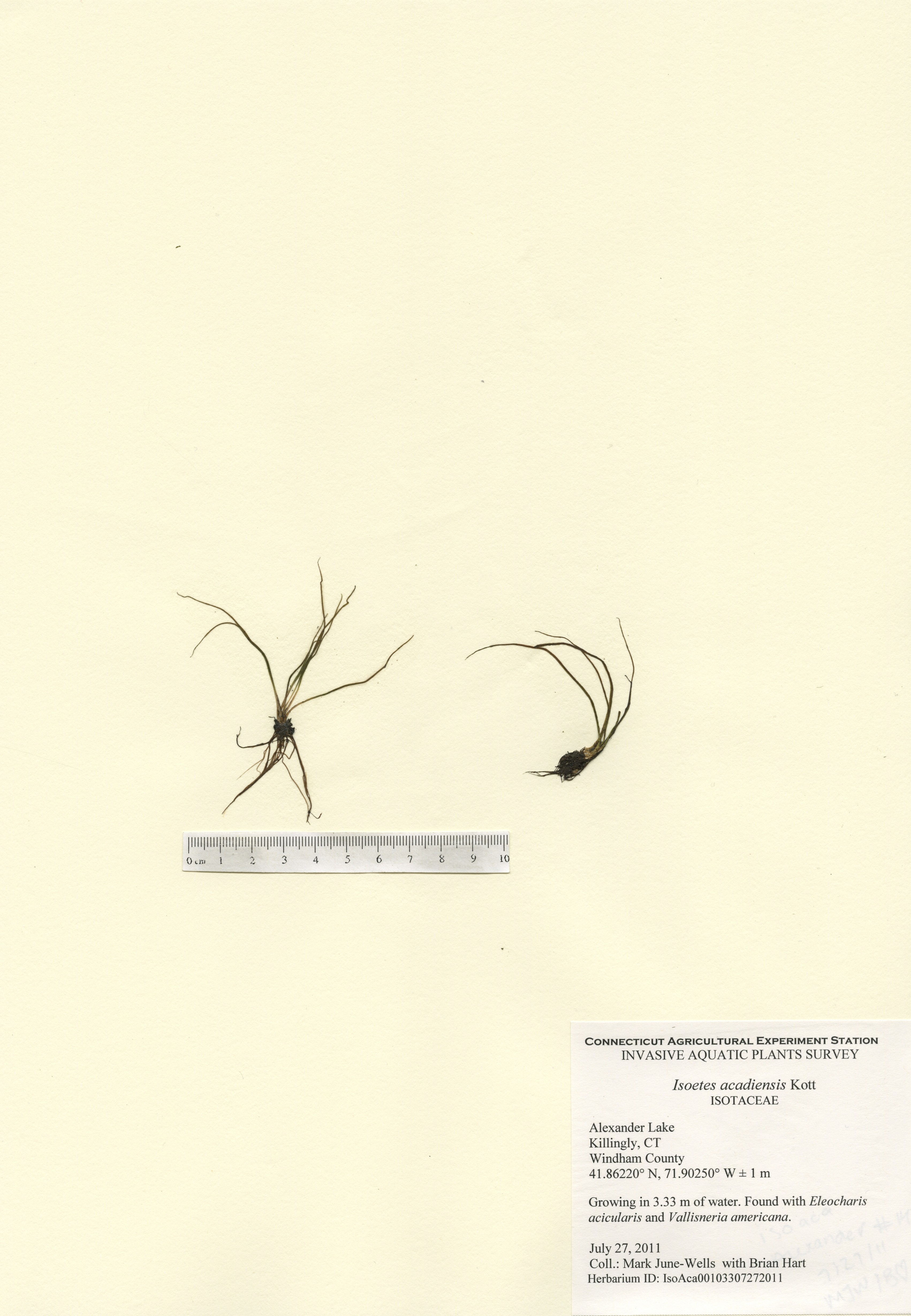 Isoetes acadiensis, Alexander Lake in Killingly, July 27, 2011