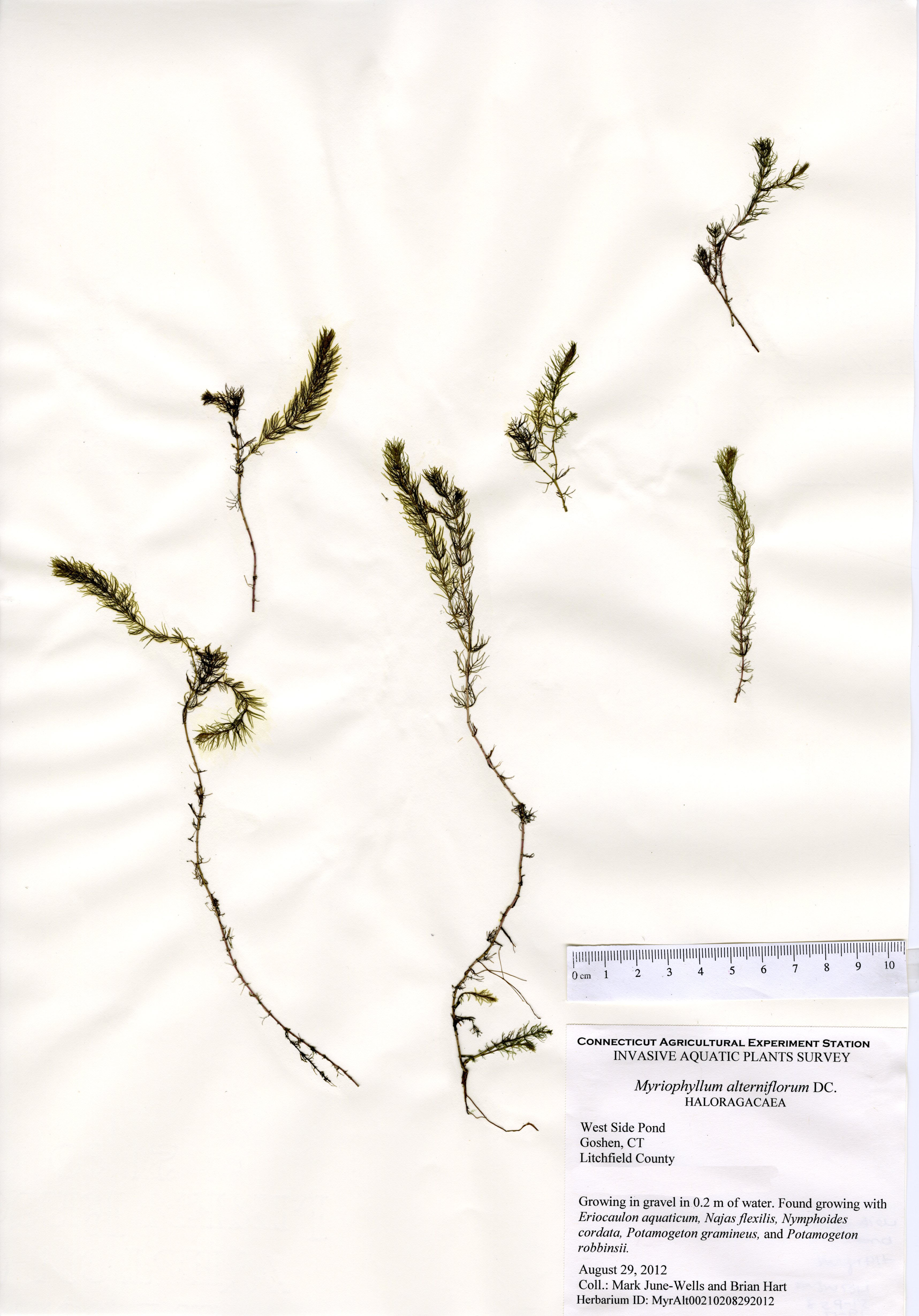 Myriophyllum alterniflorum, West Side Pond in Goshen, August 29, 2012