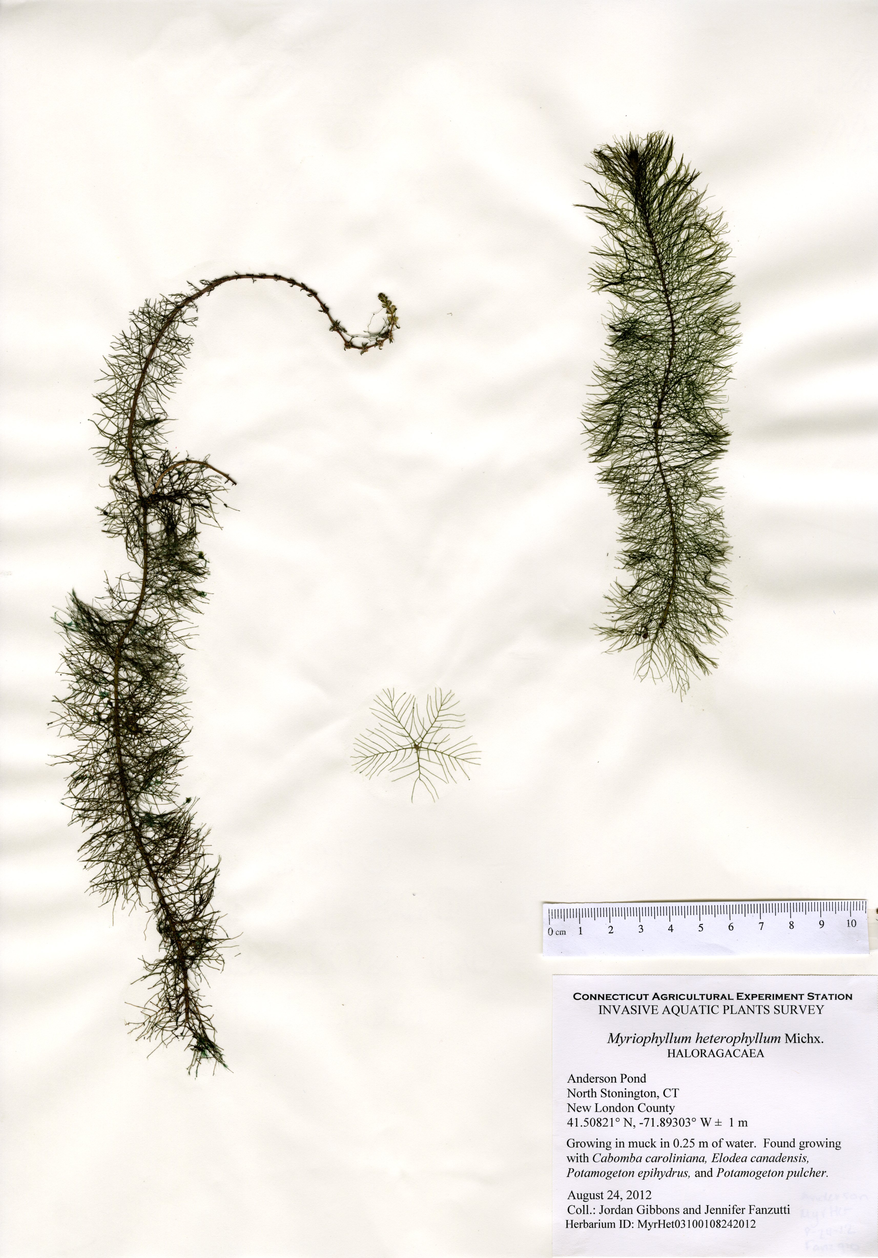 Myriophyllum heterophyllum, Anderson Pond in North Stonington, August 24, 2012