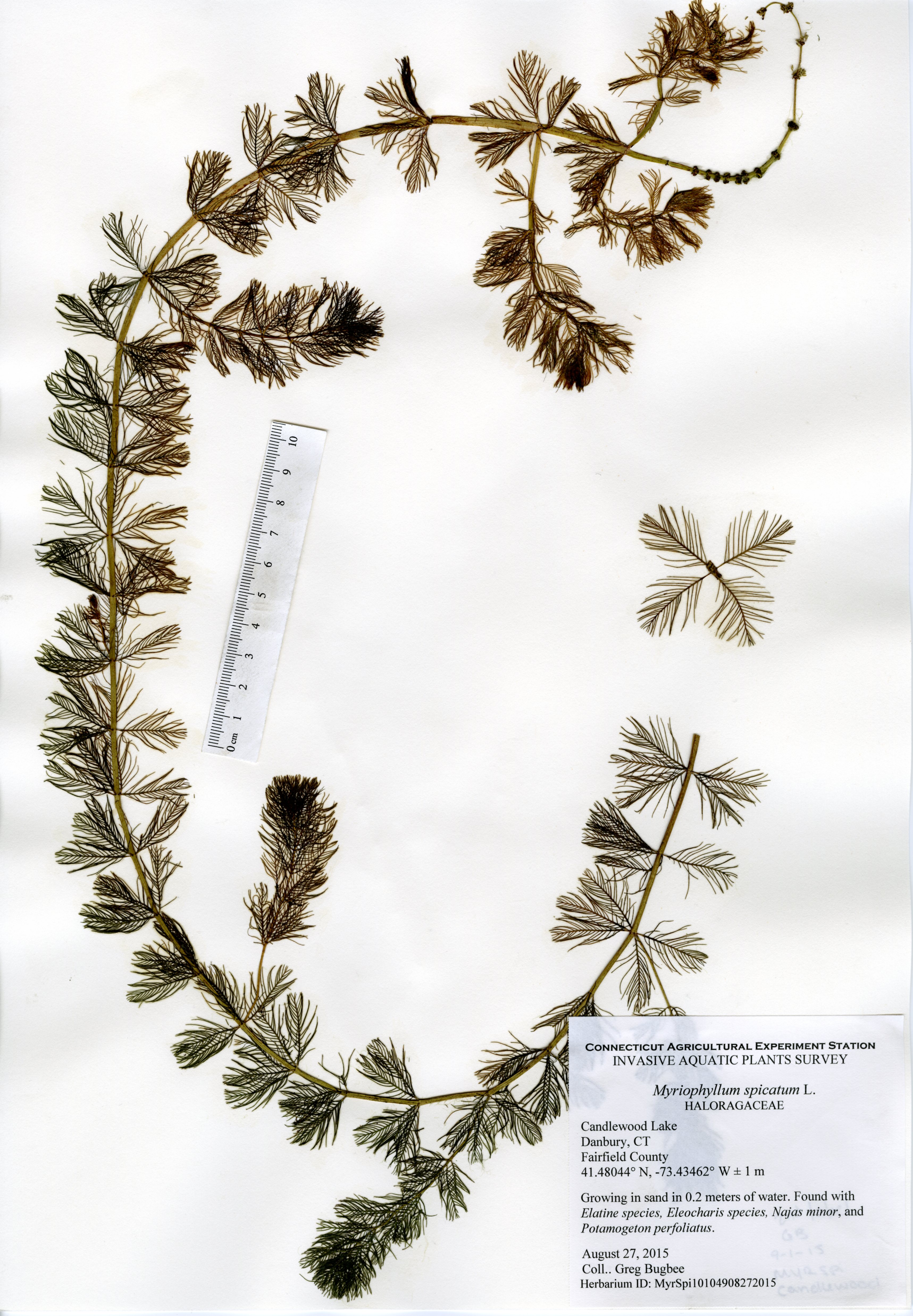 Myriophyllum spicatum, Candlewood Lake in Danbury, August 27, 2015