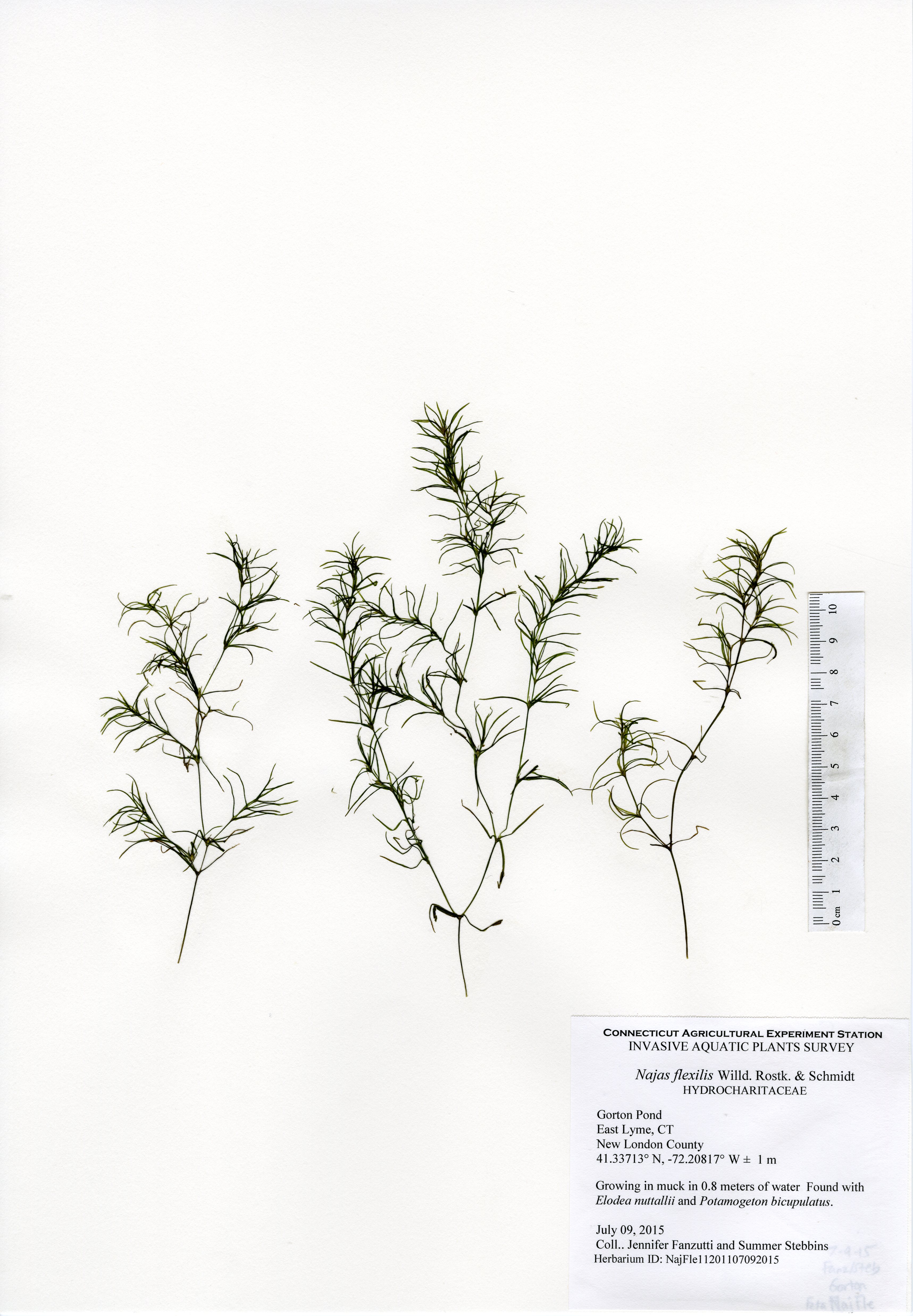 Najas flexilis, Gorton Pond in East Lyme, July 9, 2015