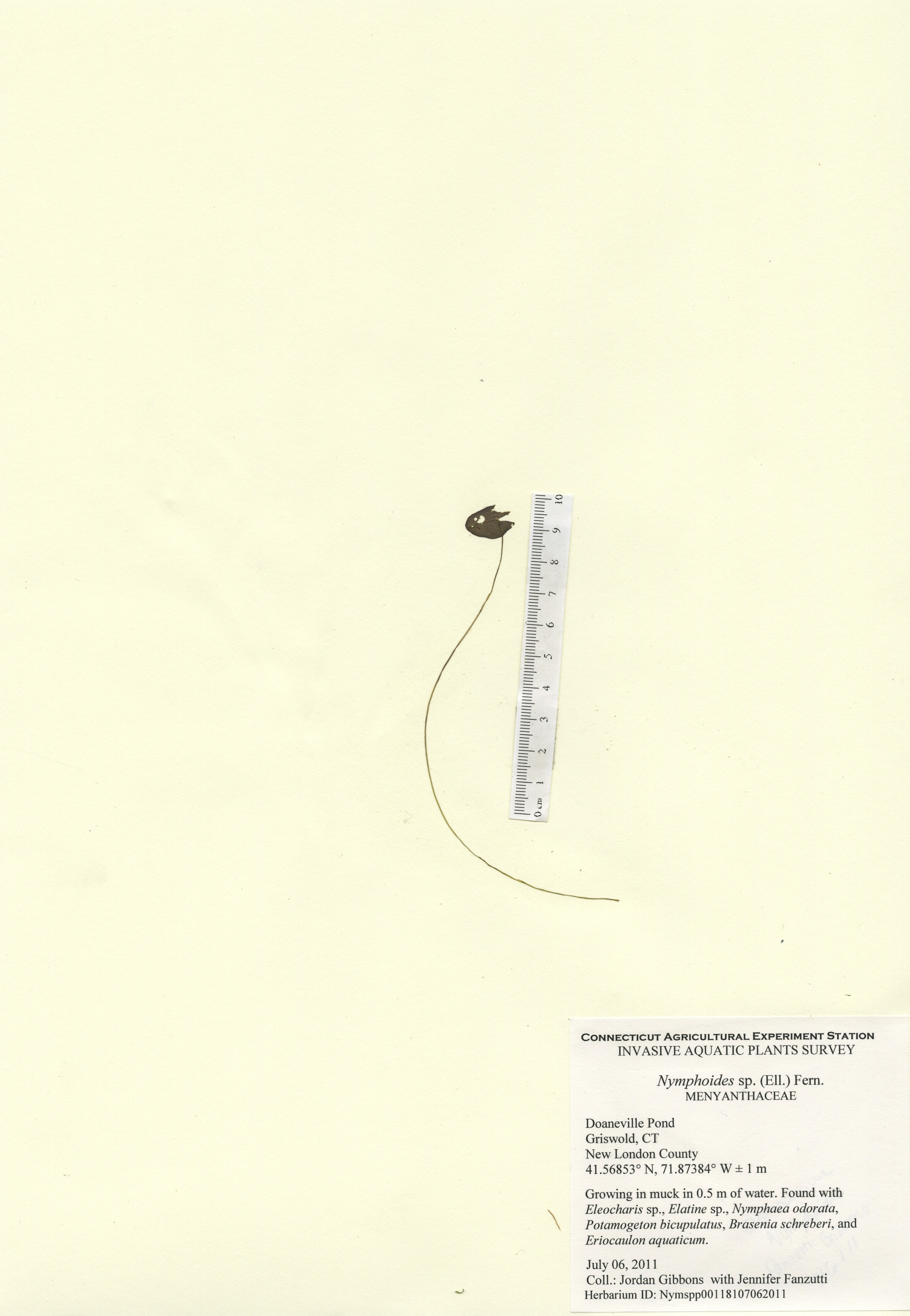 Nymphoides species in Doaneville Pond, Griswold, July 6, 2011