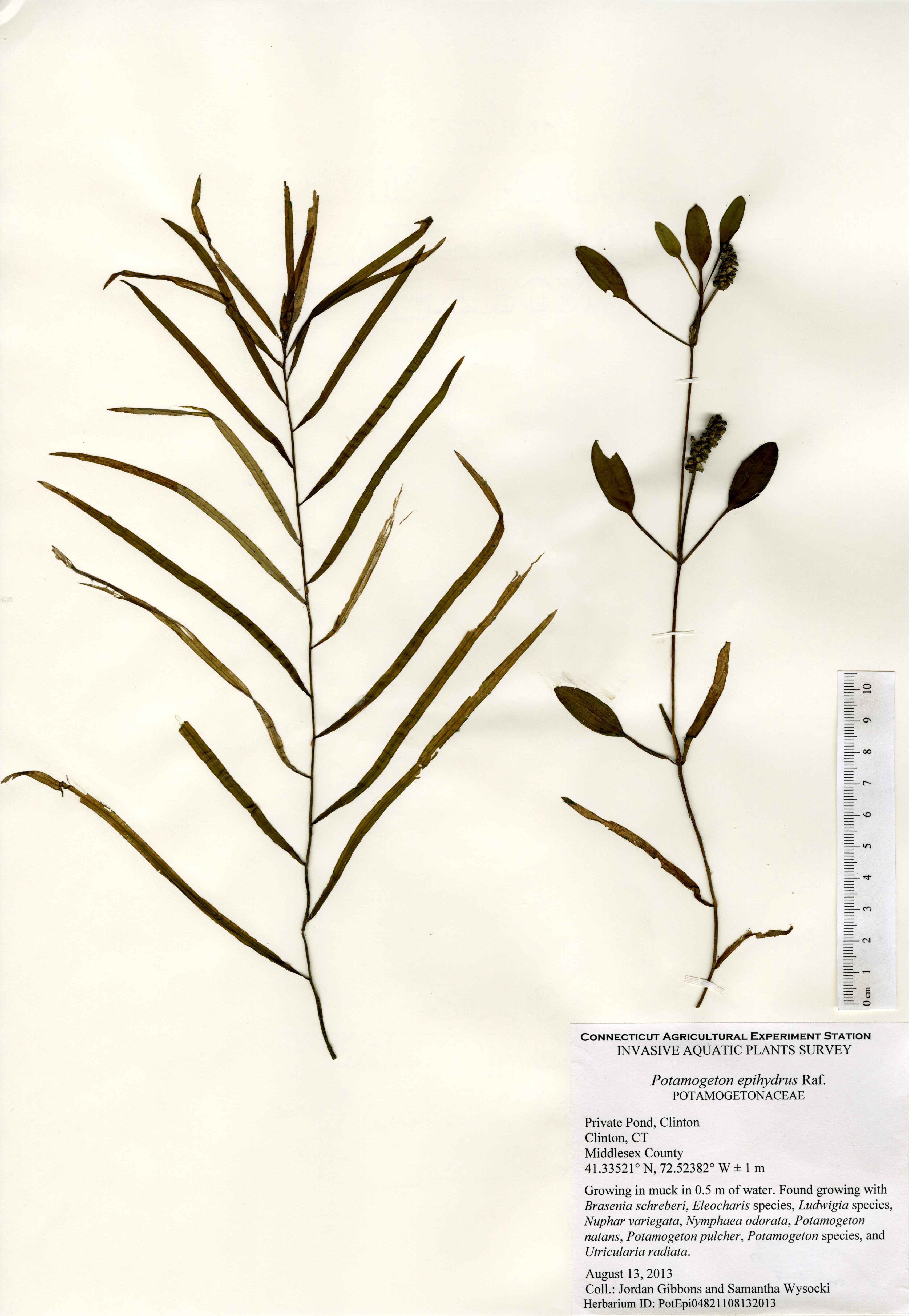 Potamogeton epihydrus, Private Pond in Clinton, August 13, 2013