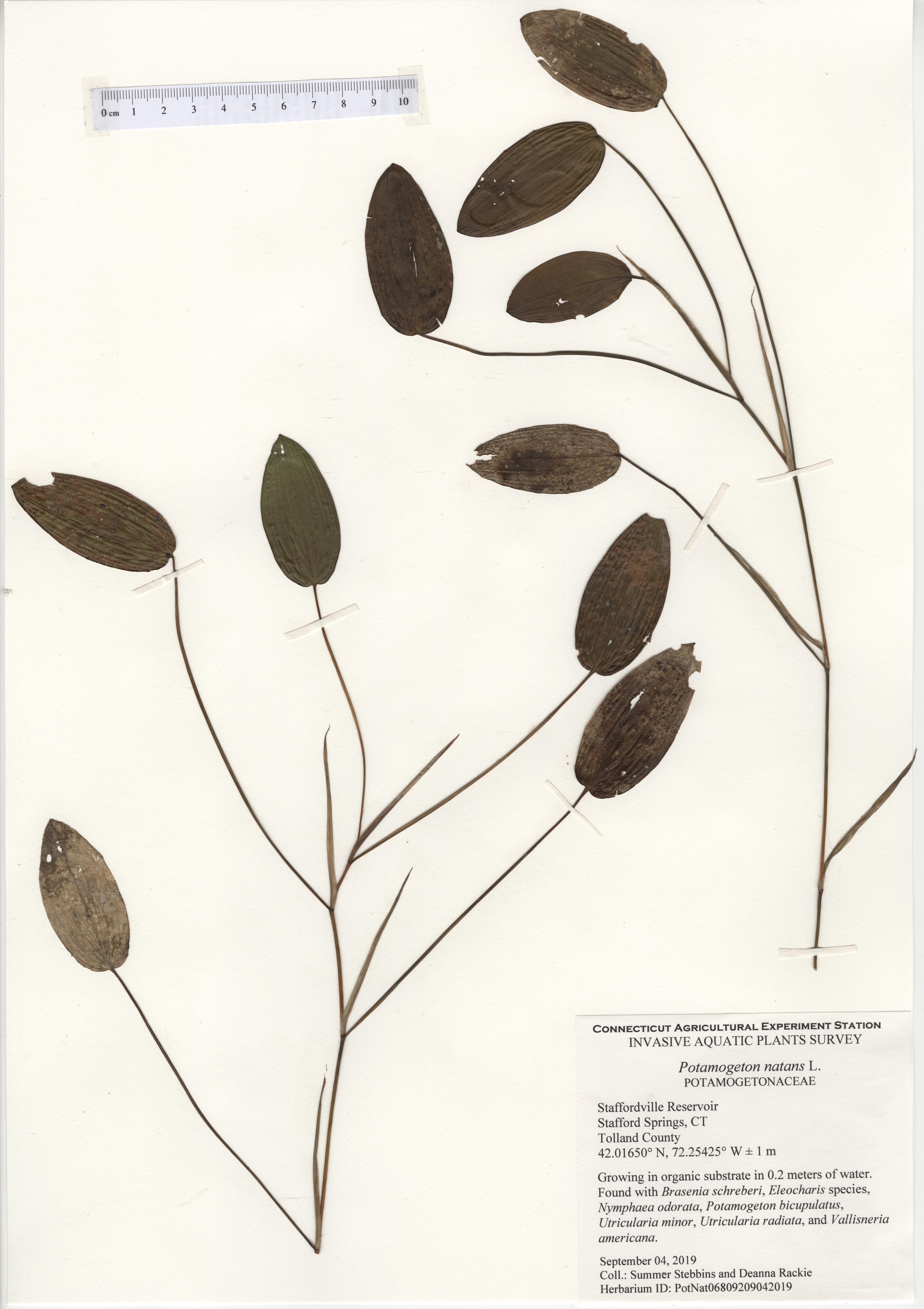 Potamogeton natans, Staffordville Reservoir in Staffordville Springs, September 4, 2019