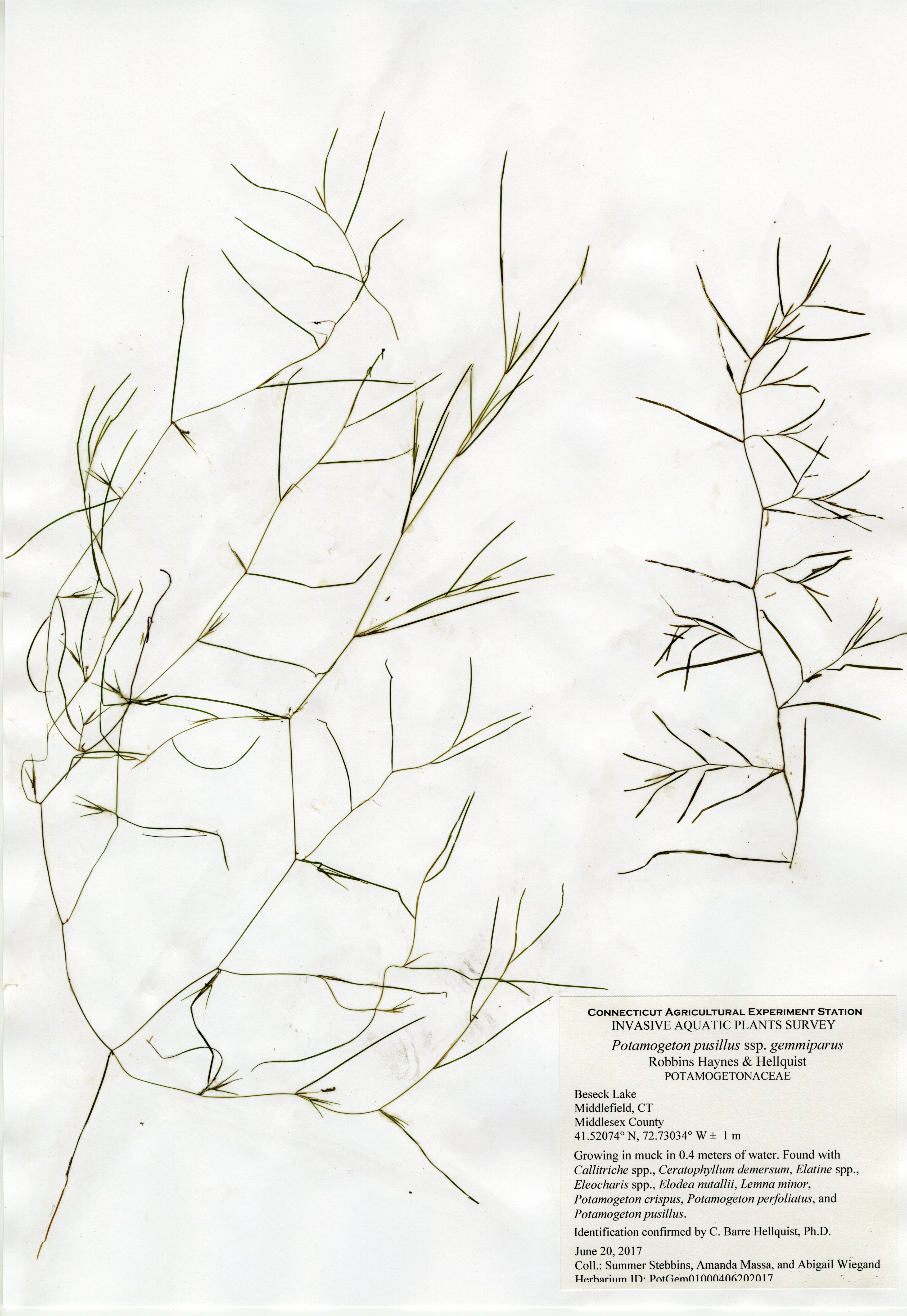 Potamogeton pusillus ssp gemmiparus, Beseck Lake in Middlefield, June 20, 2017