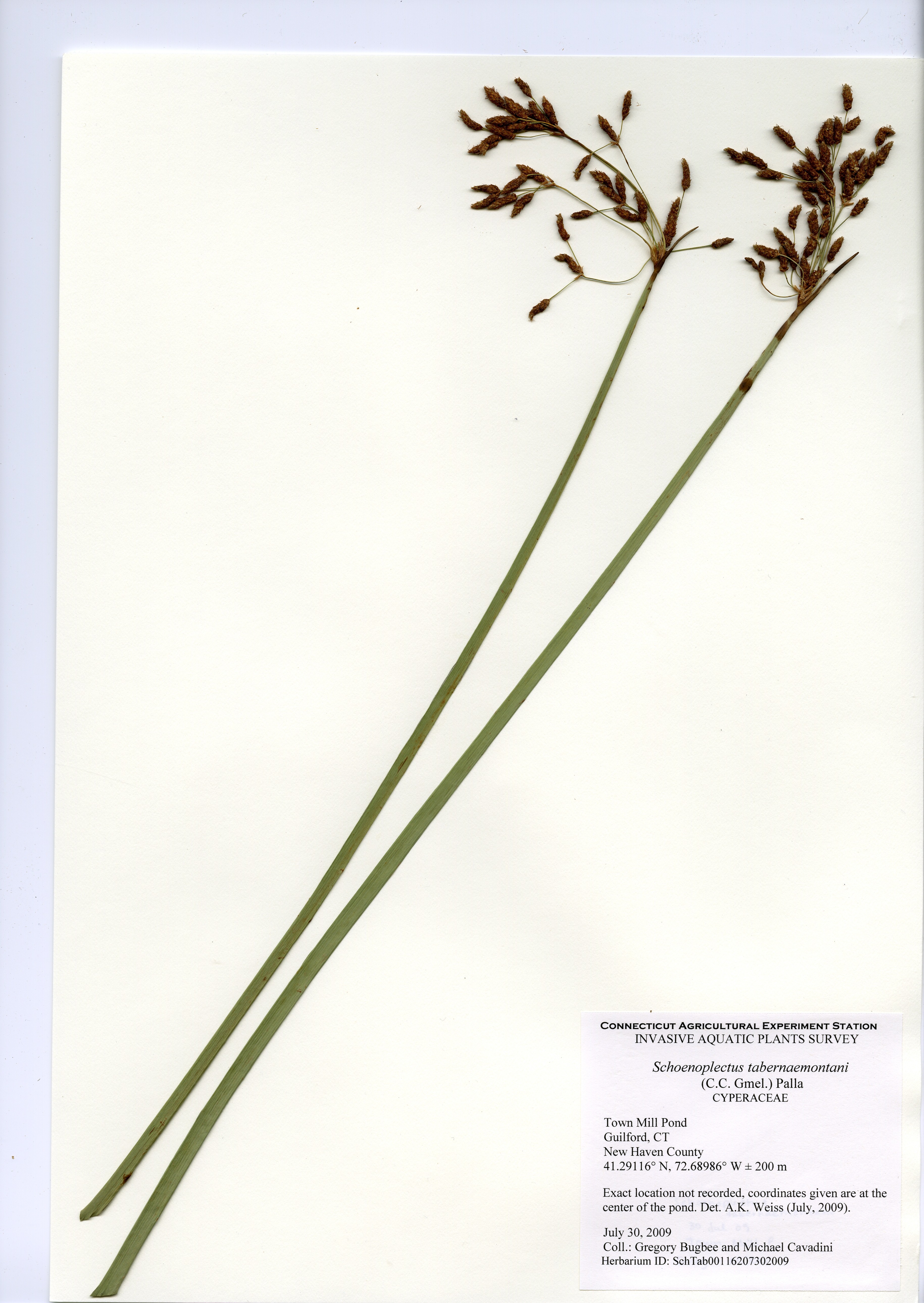 Schoenoplectus tabernaemontani, Town Mill Pond in Guilford, July 30, 2009