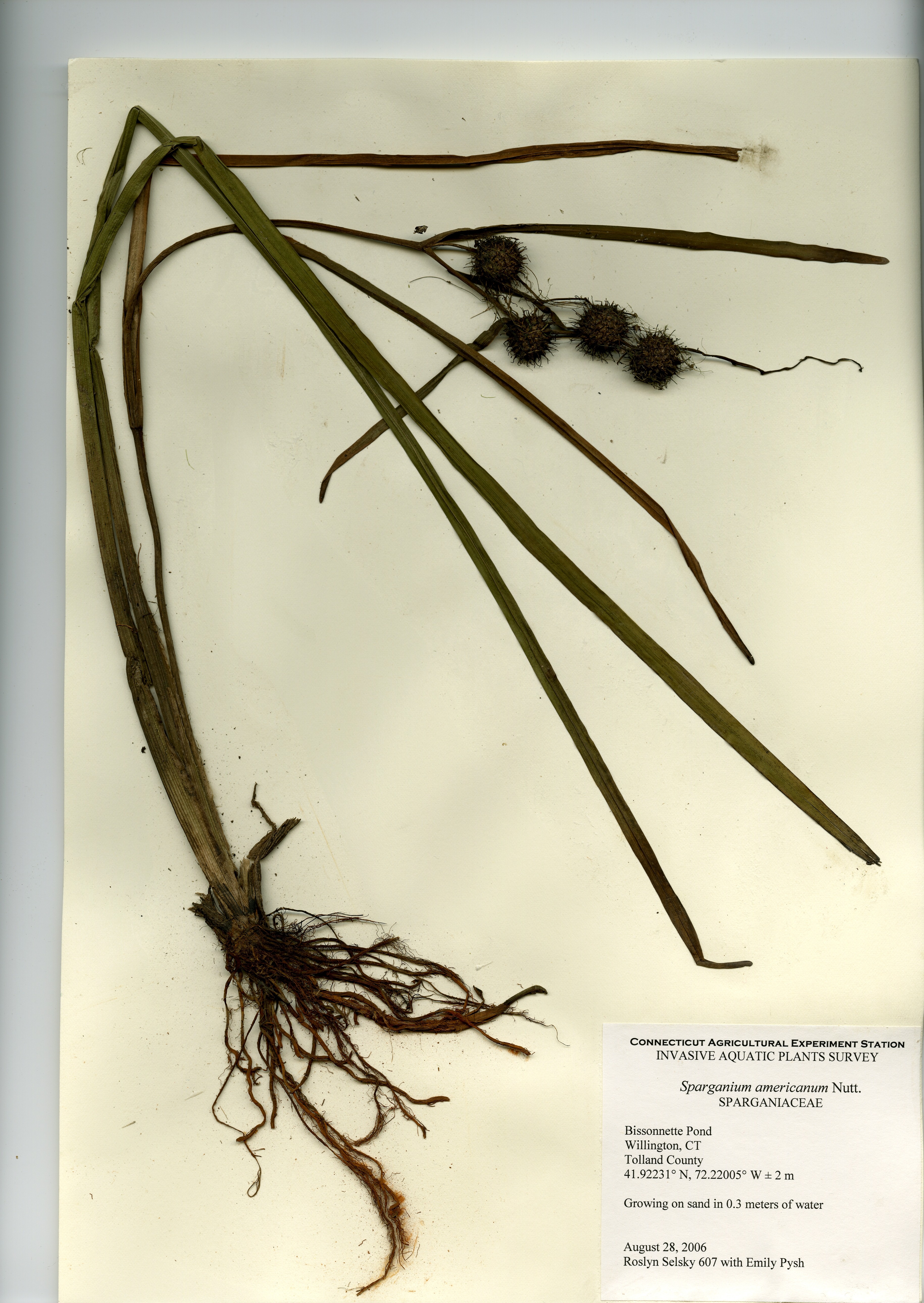 Sparganium americanum, Bissonnette Pond in Willington, August 28, 2006