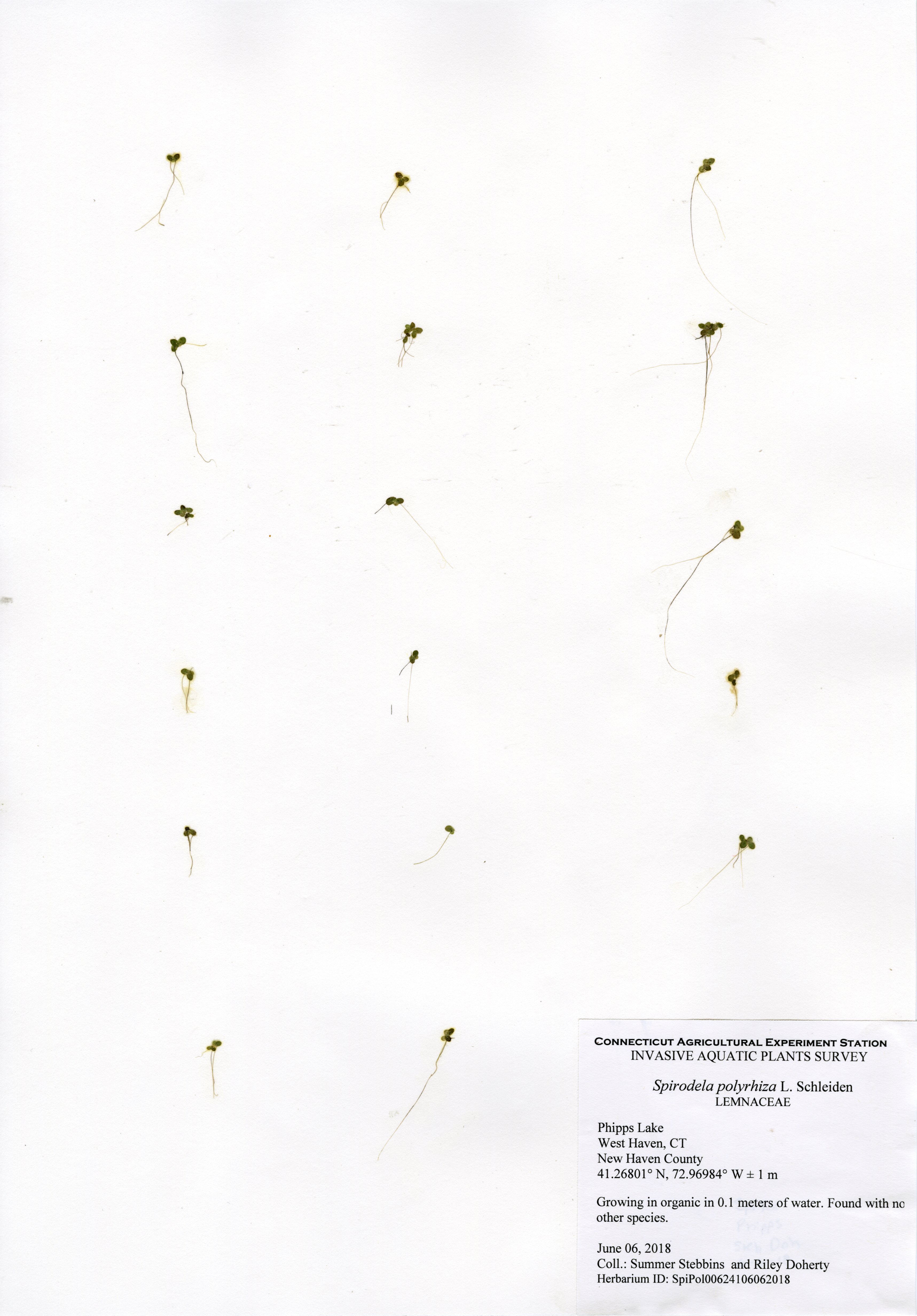 Spirodela polyrhiza, Phipps Lake in West Haven, June 6, 2018