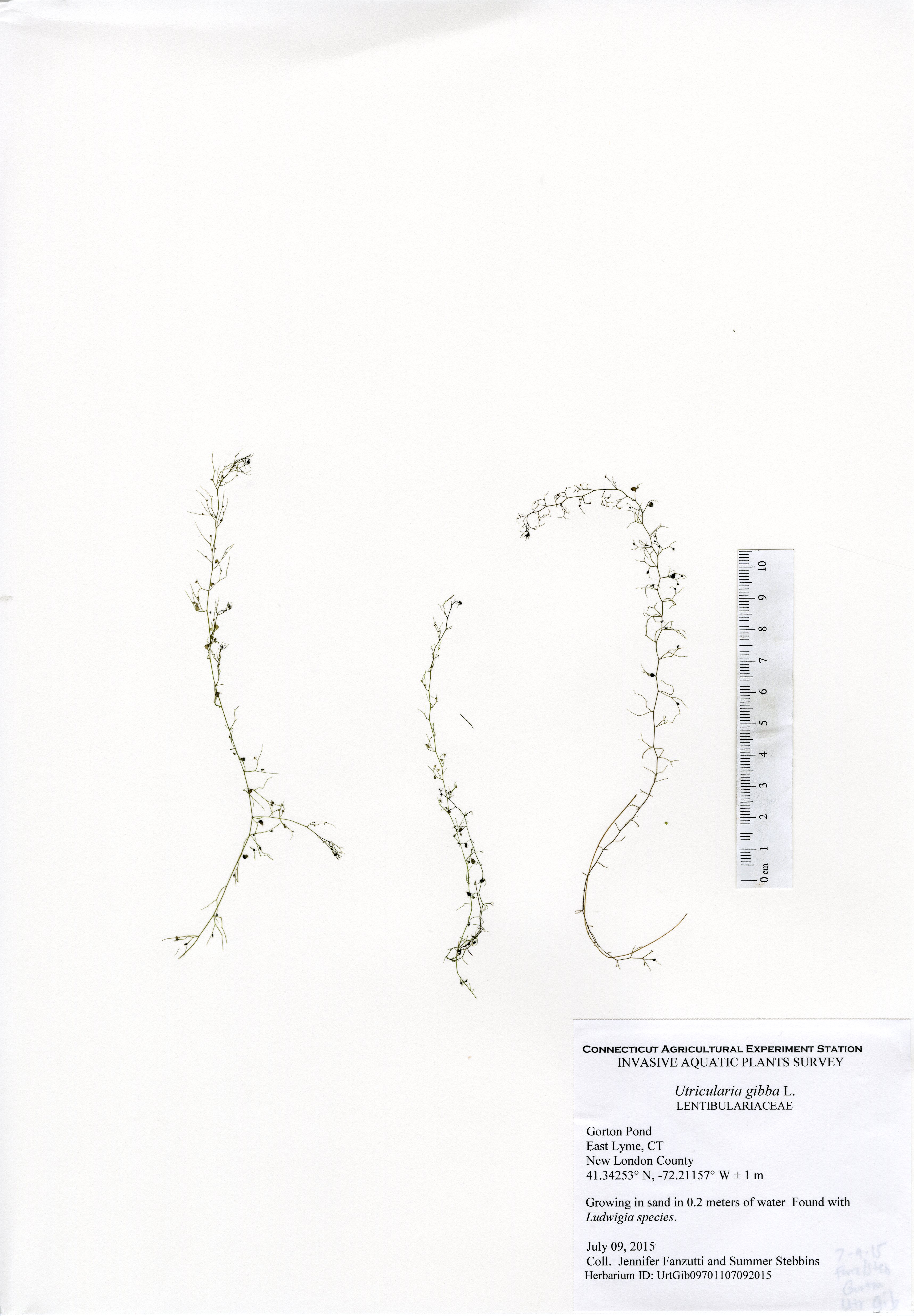 Utricularia gibba, Gorton Pond in East Lyme, July 9, 2015