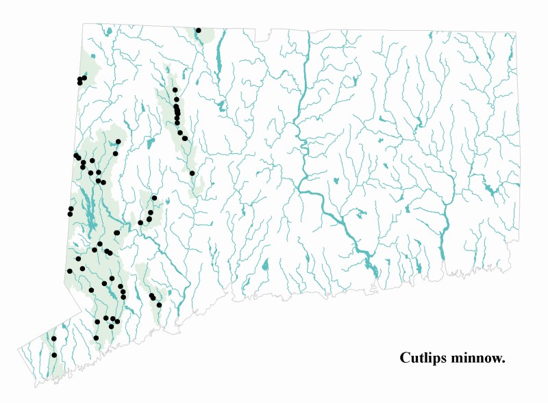 Cutlips minnow distribution map.