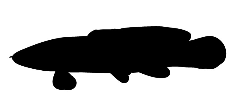 Bowfin silhouette.