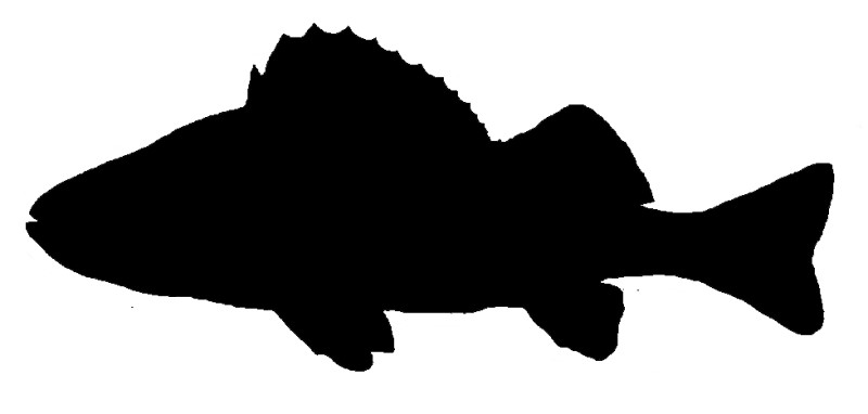 Perches and darters silhouette.