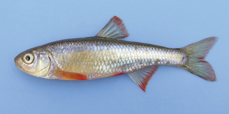12 cm common shiner.